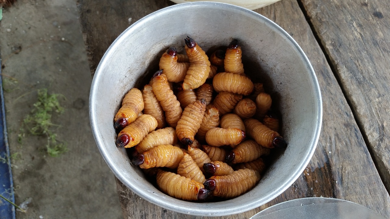 robaki